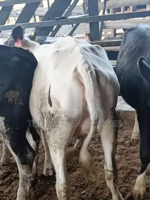 Heifers for Sale