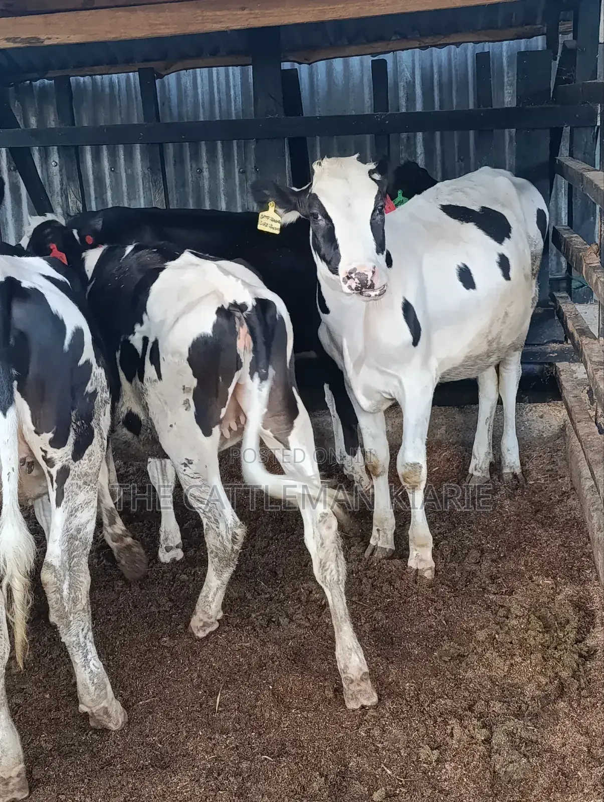 Heifers for Sale