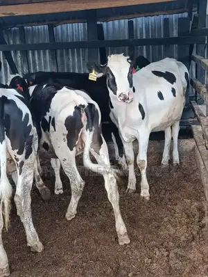 Heifers for Sale