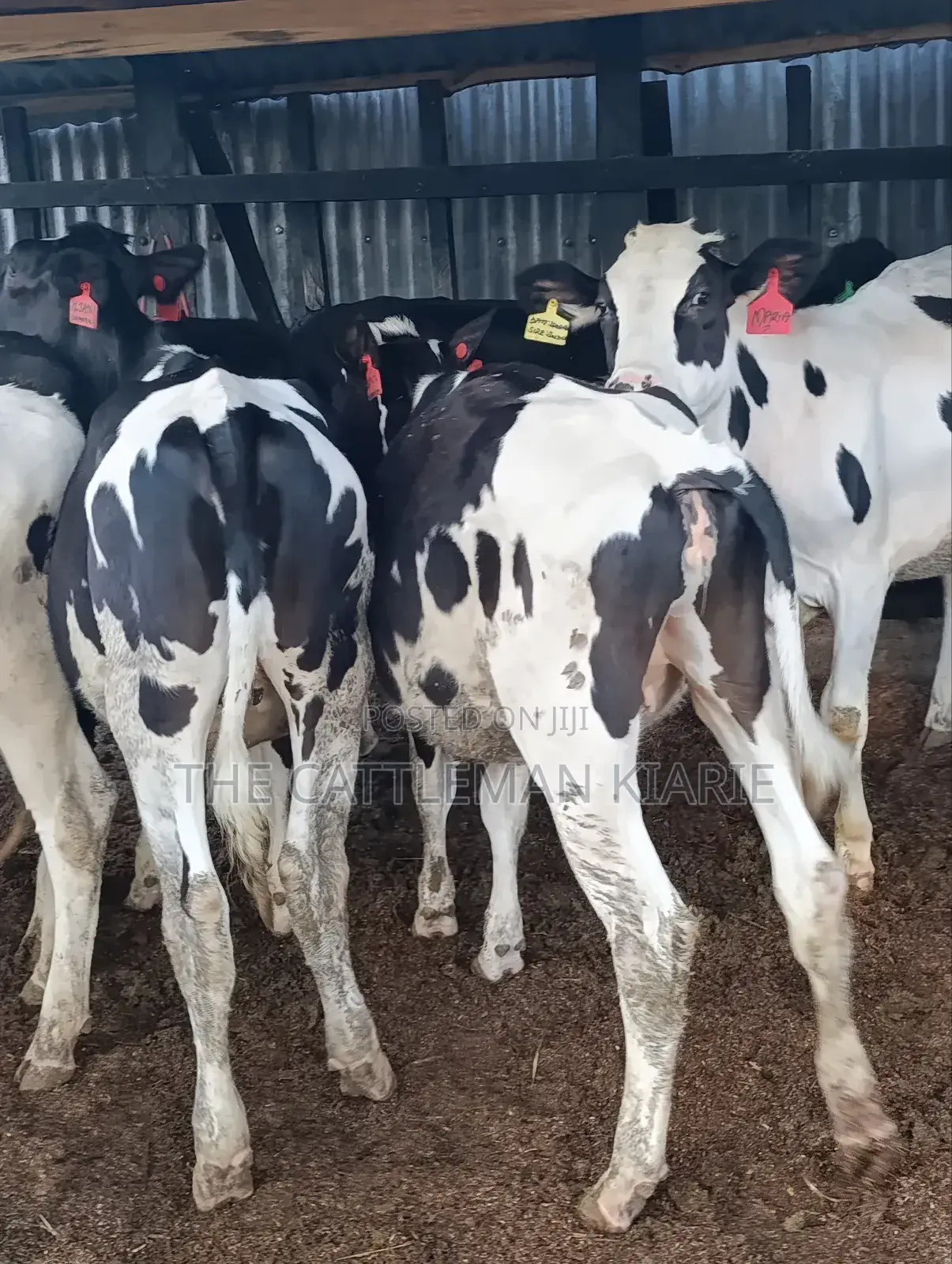 Heifers for Sale
