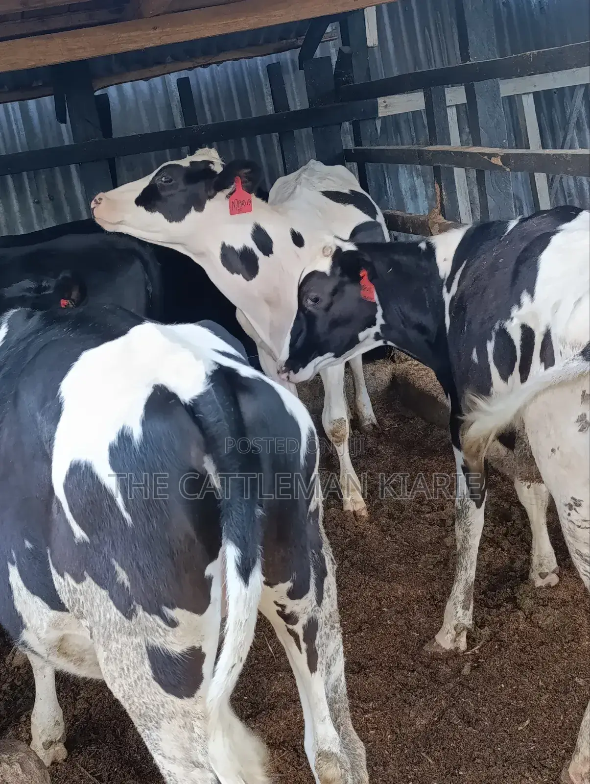 Heifers for Sale