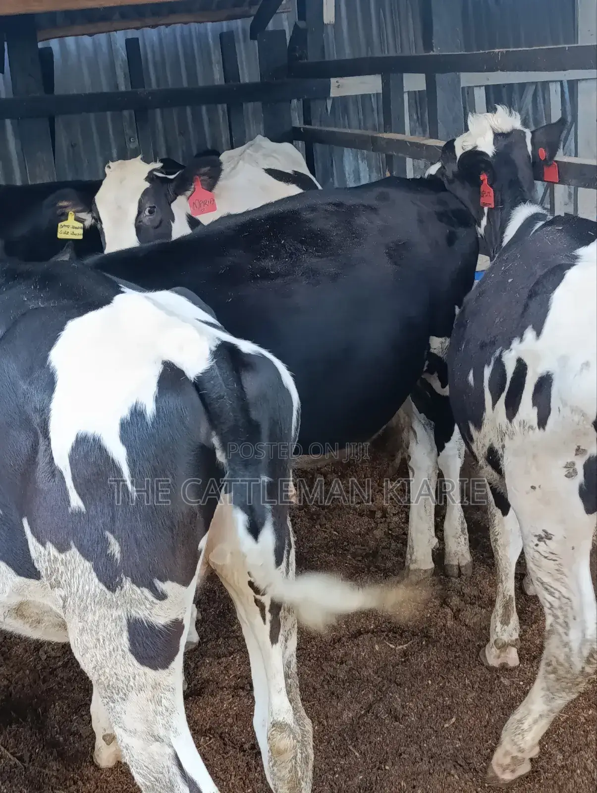 Heifers for Sale