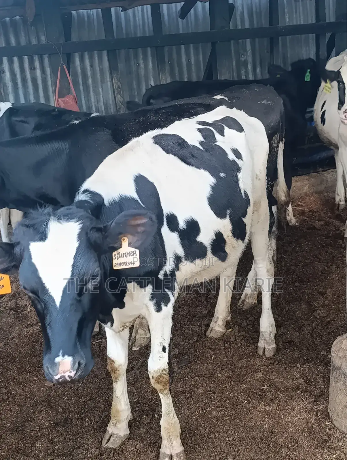 Heifers for Sale