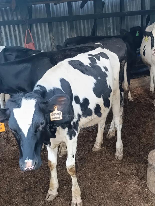 Heifers for Sale - thumbnail 10