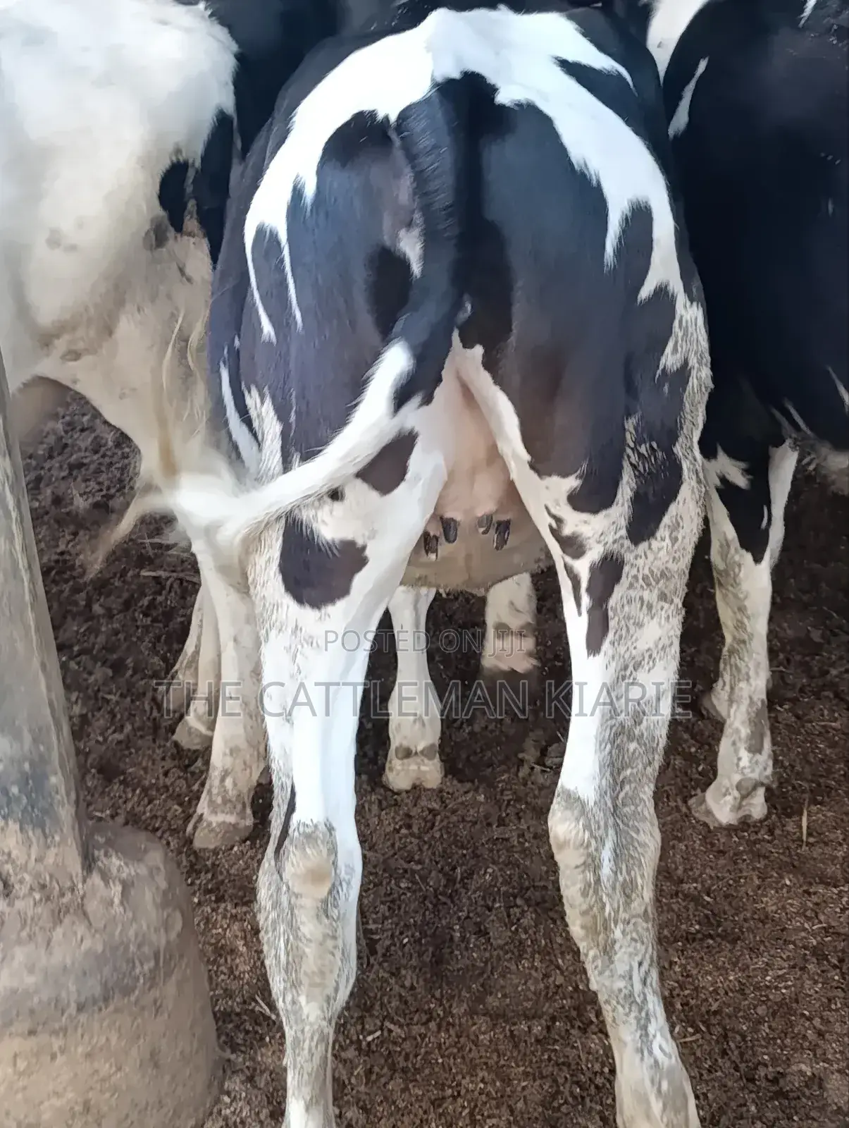 Heifers for Sale