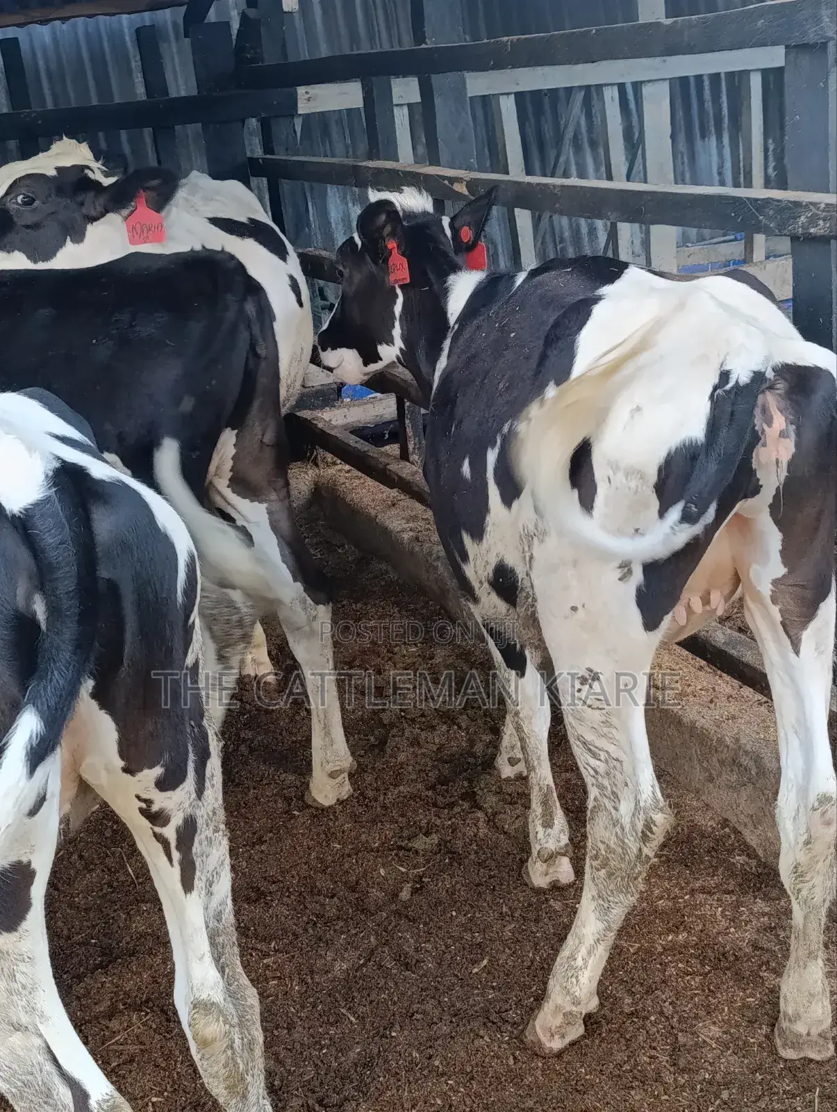 Heifers for Sale