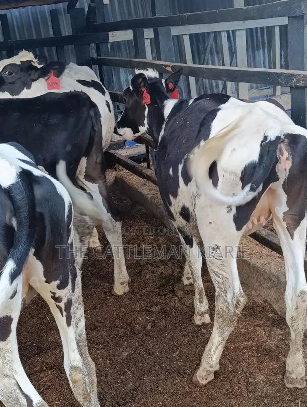 Heifers for Sale - thumbnail 12