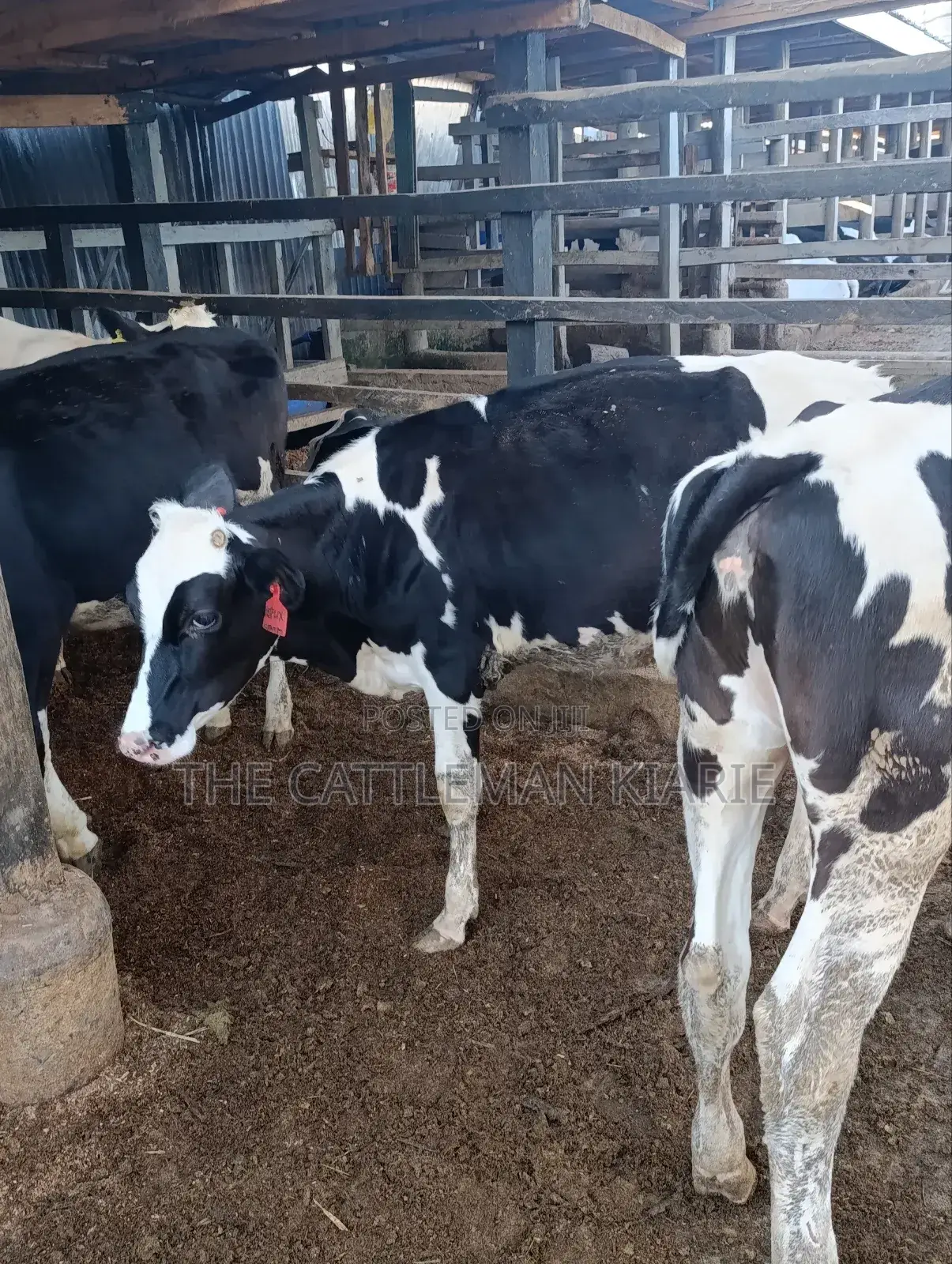 Heifers for Sale