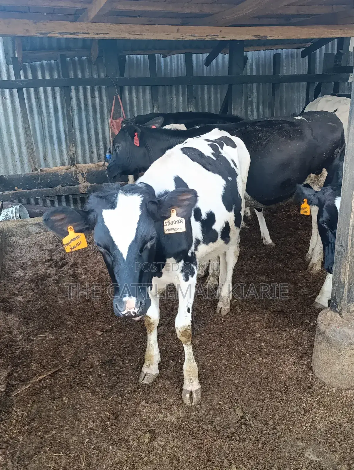 Heifers for Sale