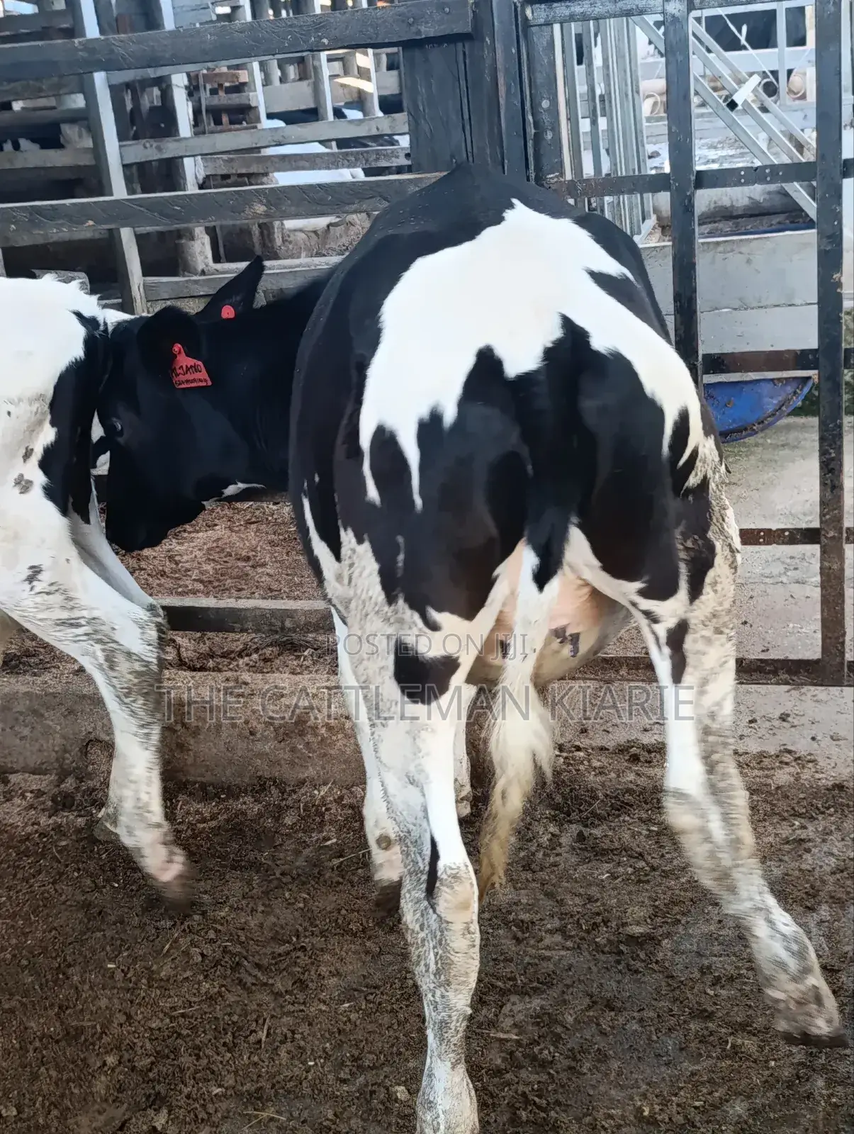 Heifers for Sale