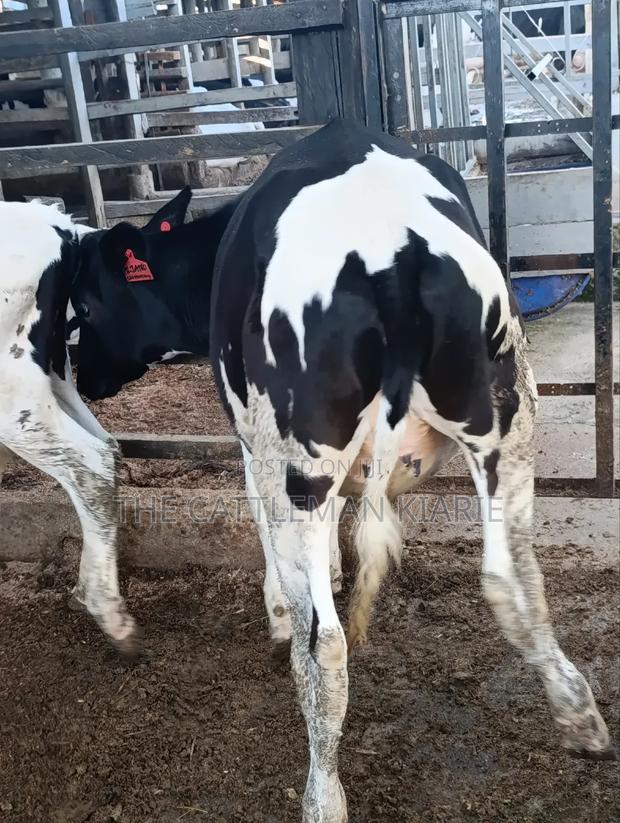 Heifers for Sale - thumbnail 15