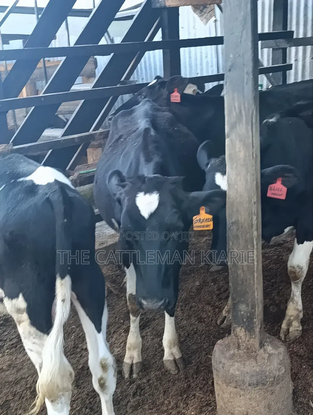 Heifers for Sale