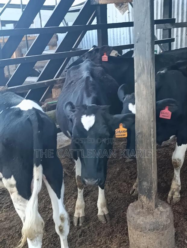 Heifers for Sale - thumbnail 16