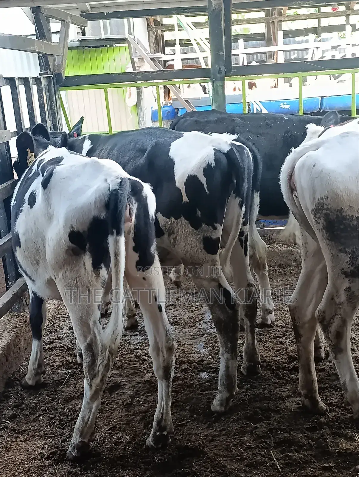 Heifers for Sale