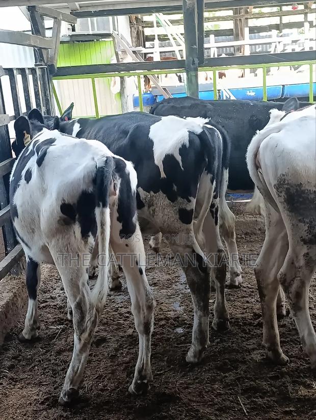 Heifers for Sale - thumbnail 17