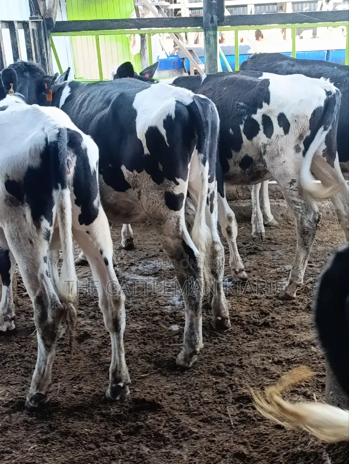 Heifers for Sale