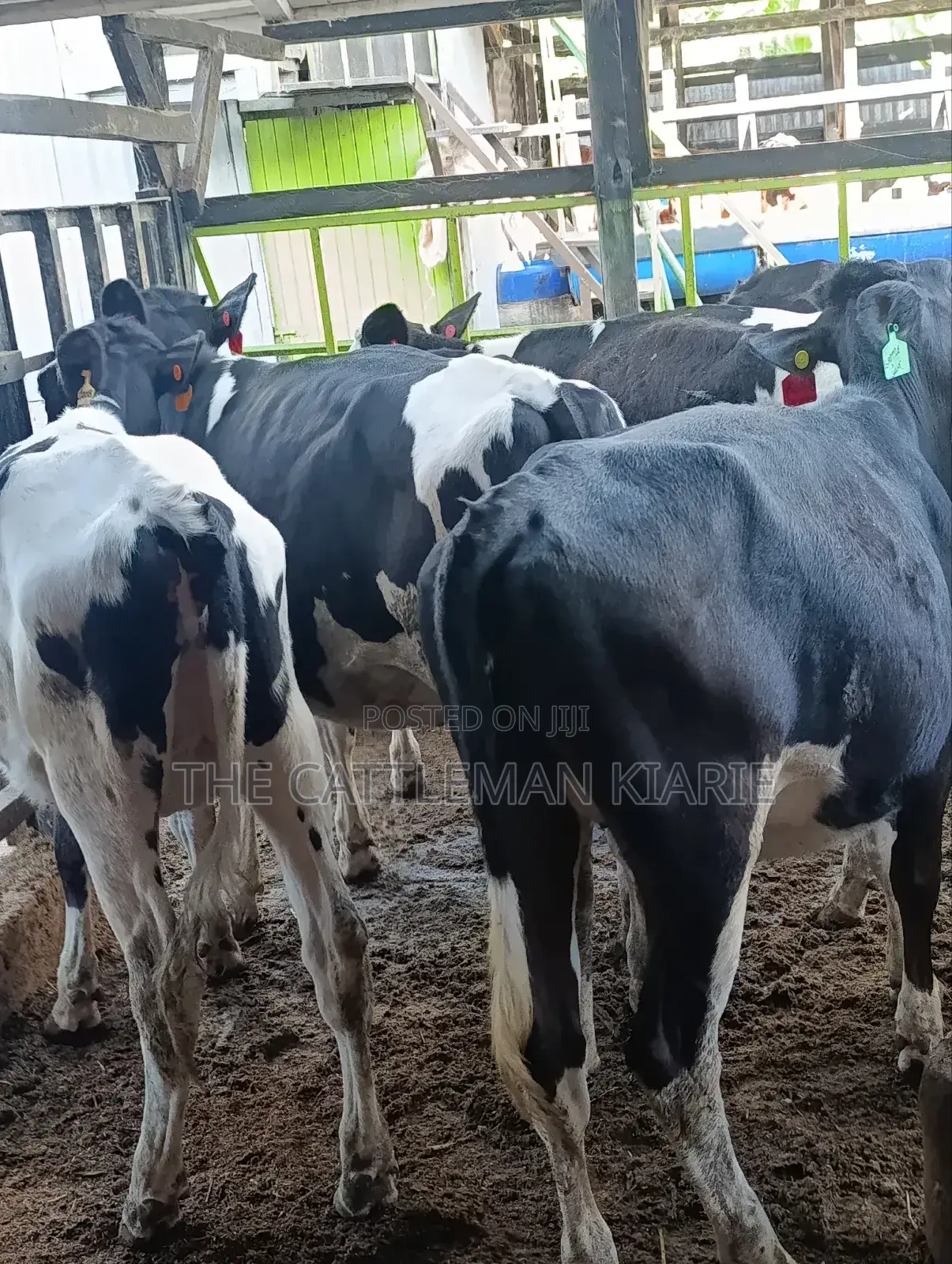 Heifers for Sale