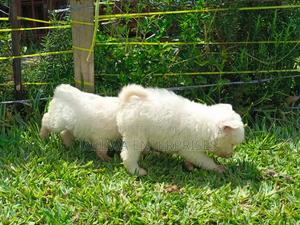 1-3 months Male Purebred Havanese - thumbnail 2