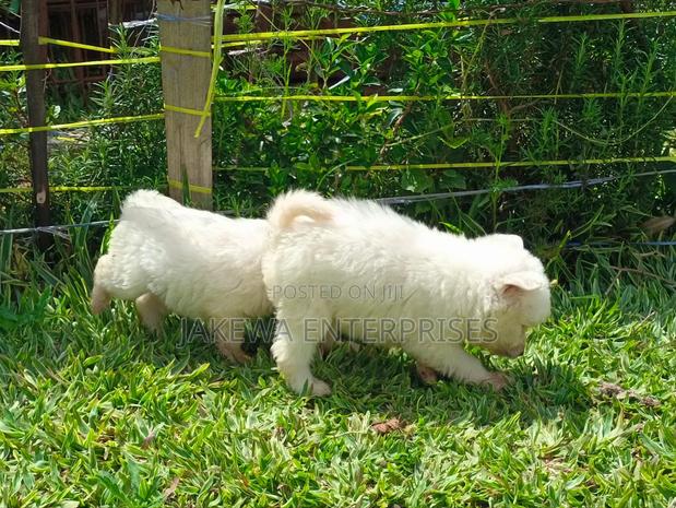1-3 months Male Purebred Havanese - main view