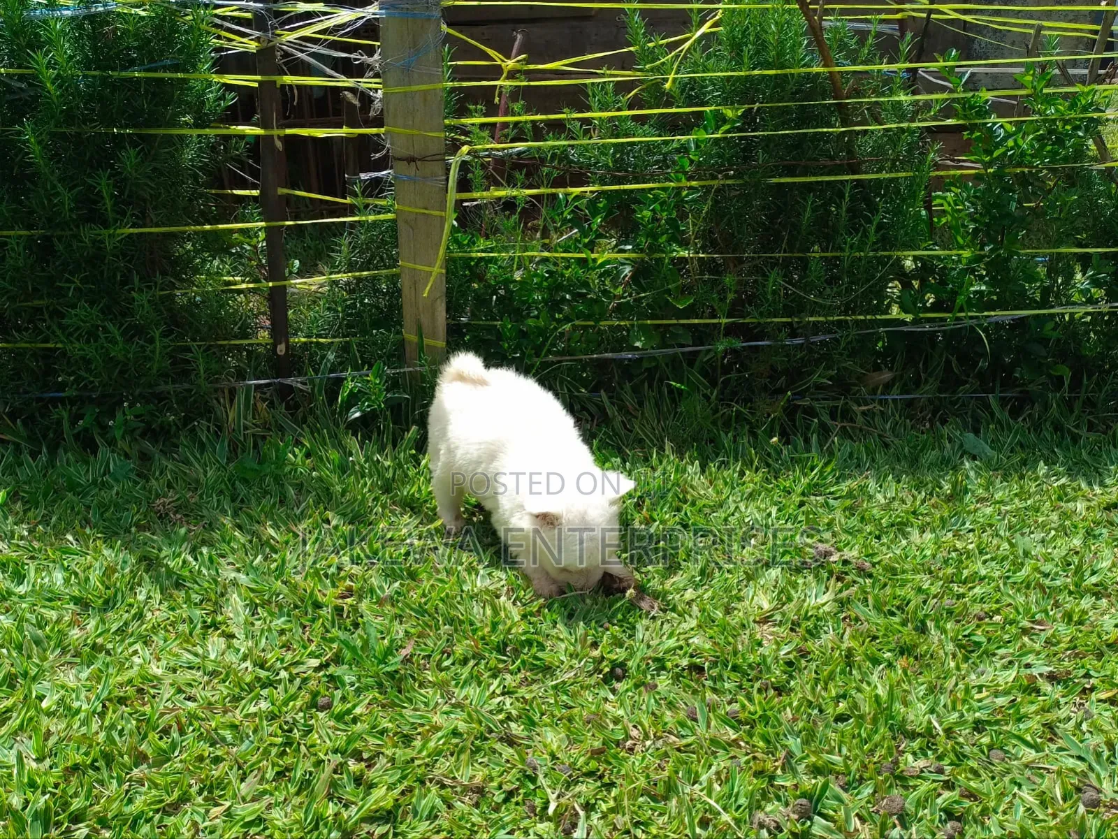 1-3 months Female Purebred Havanese