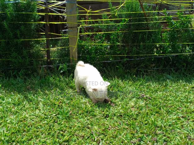 1-3 months Female Purebred Havanese - main view