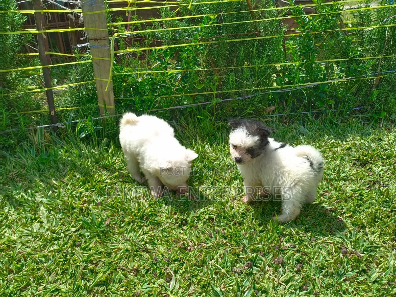 1-3 months Male Purebred Havanese