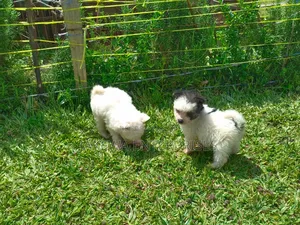 1-3 months Male Purebred Havanese