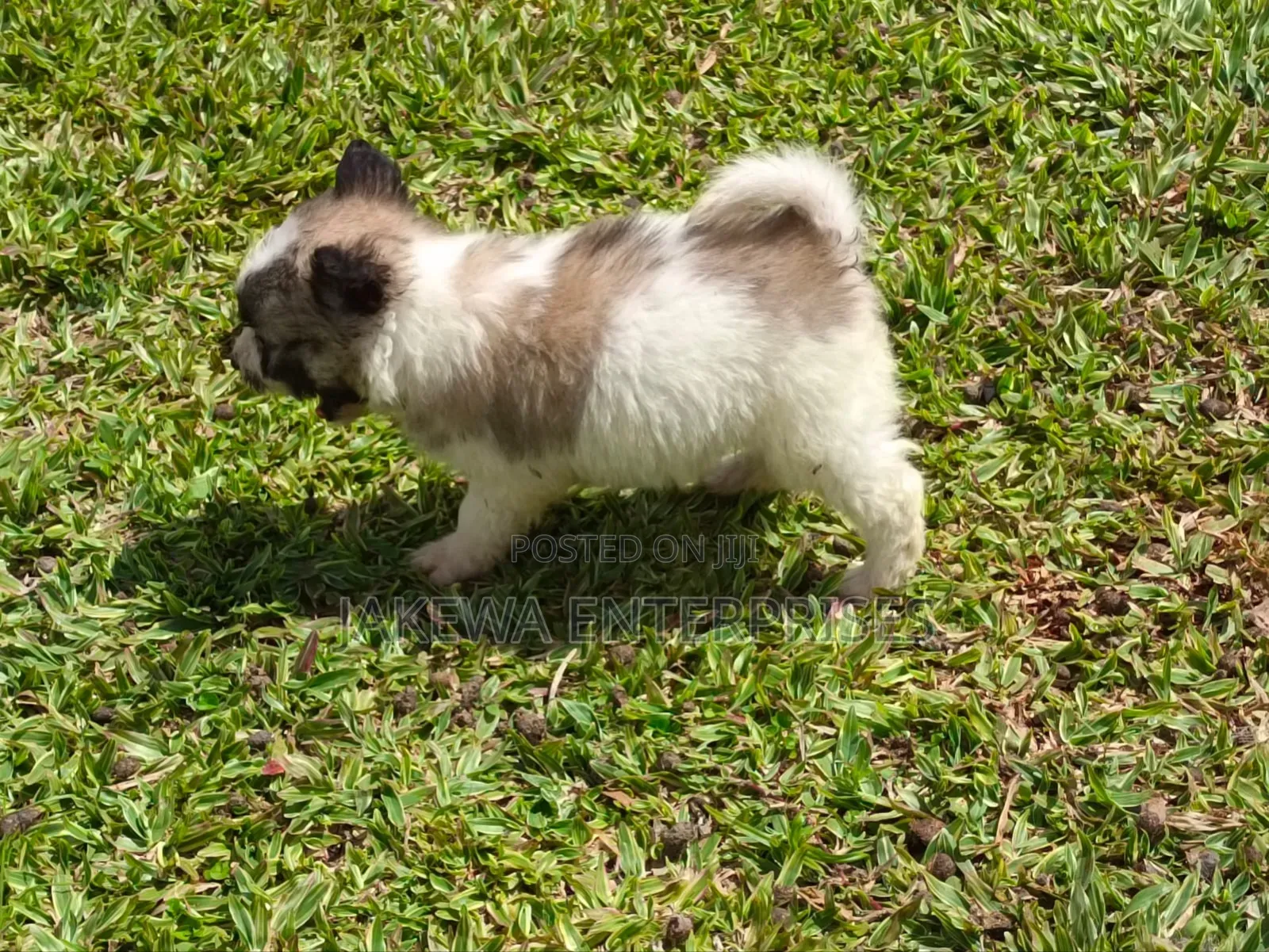 1-3 months Male Purebred Havanese