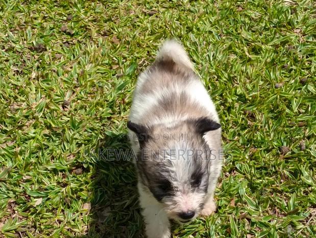 1-3 months Male Purebred Havanese - thumbnail 2