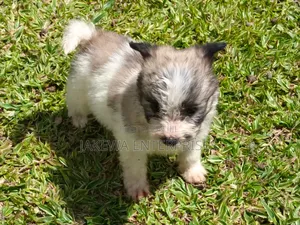 1-3 months Male Purebred Havanese