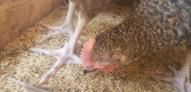 Rice Husks for Brooding, Bedding, Fertilizer or Mushroom Farming - thumbnail 3