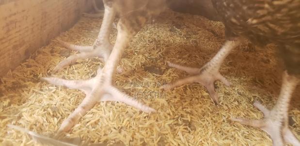 Rice Husks for Brooding, Bedding, Fertilizer or Mushroom Farming - thumbnail 5