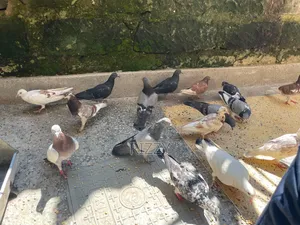 Aesthetic Home Pigeons for Sale