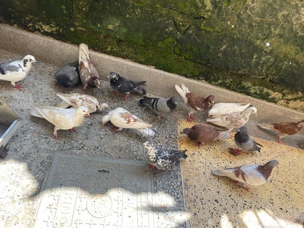 Aesthetic Home Pigeons for Sale - thumbnail 4