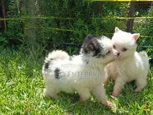 1-3 months Male Purebred Havanese