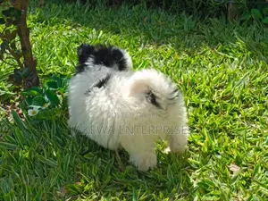 1-3 months Male Purebred Havanese