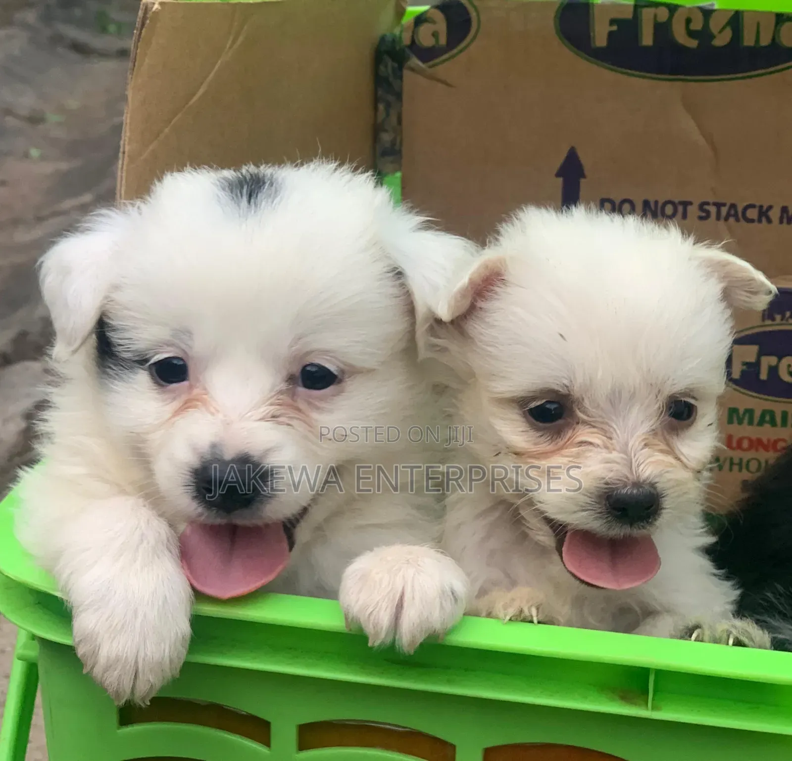 1-3 months Female Purebred Havanese