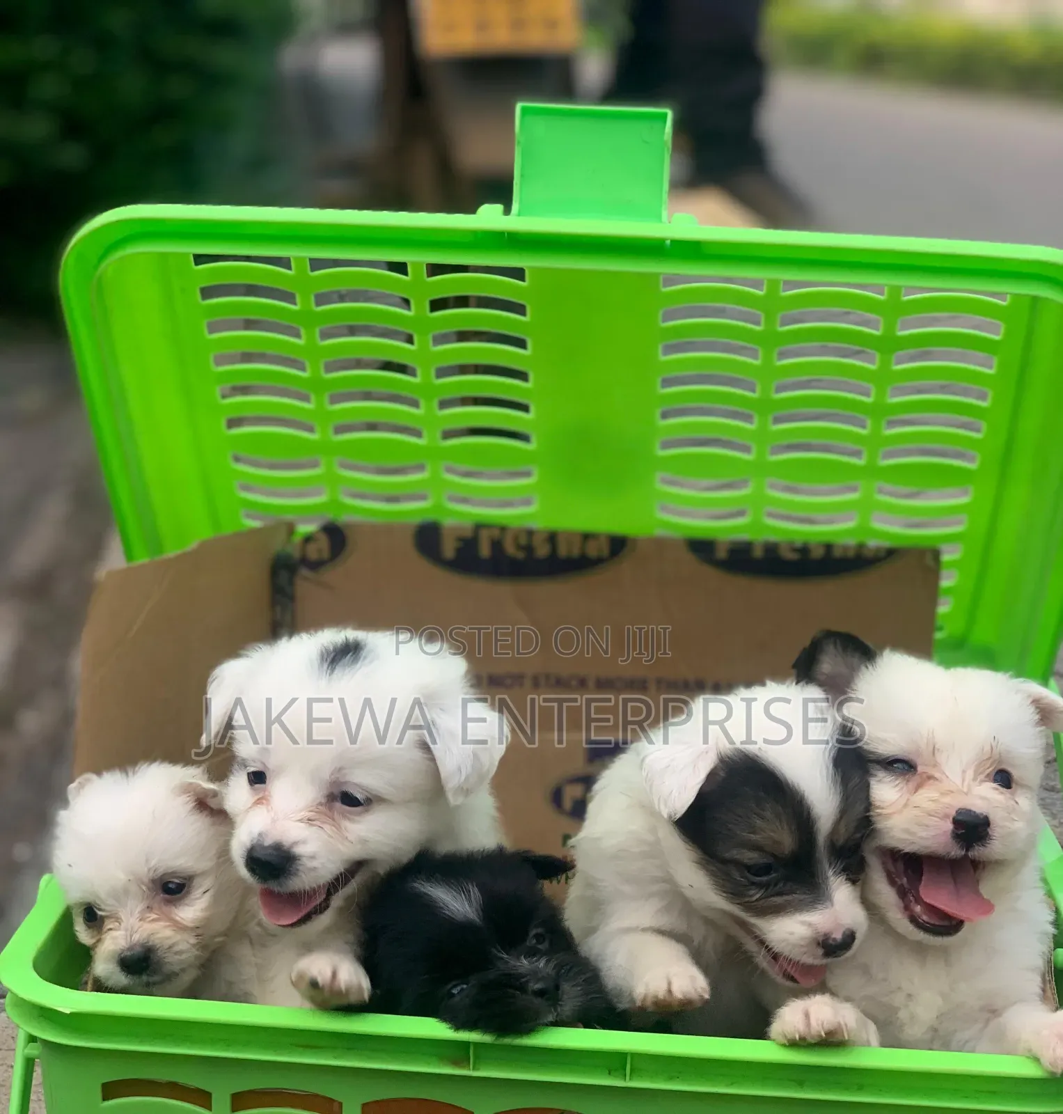 1-3 months Male Purebred Havanese