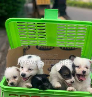 1-3 months Male Purebred Havanese - thumbnail 2