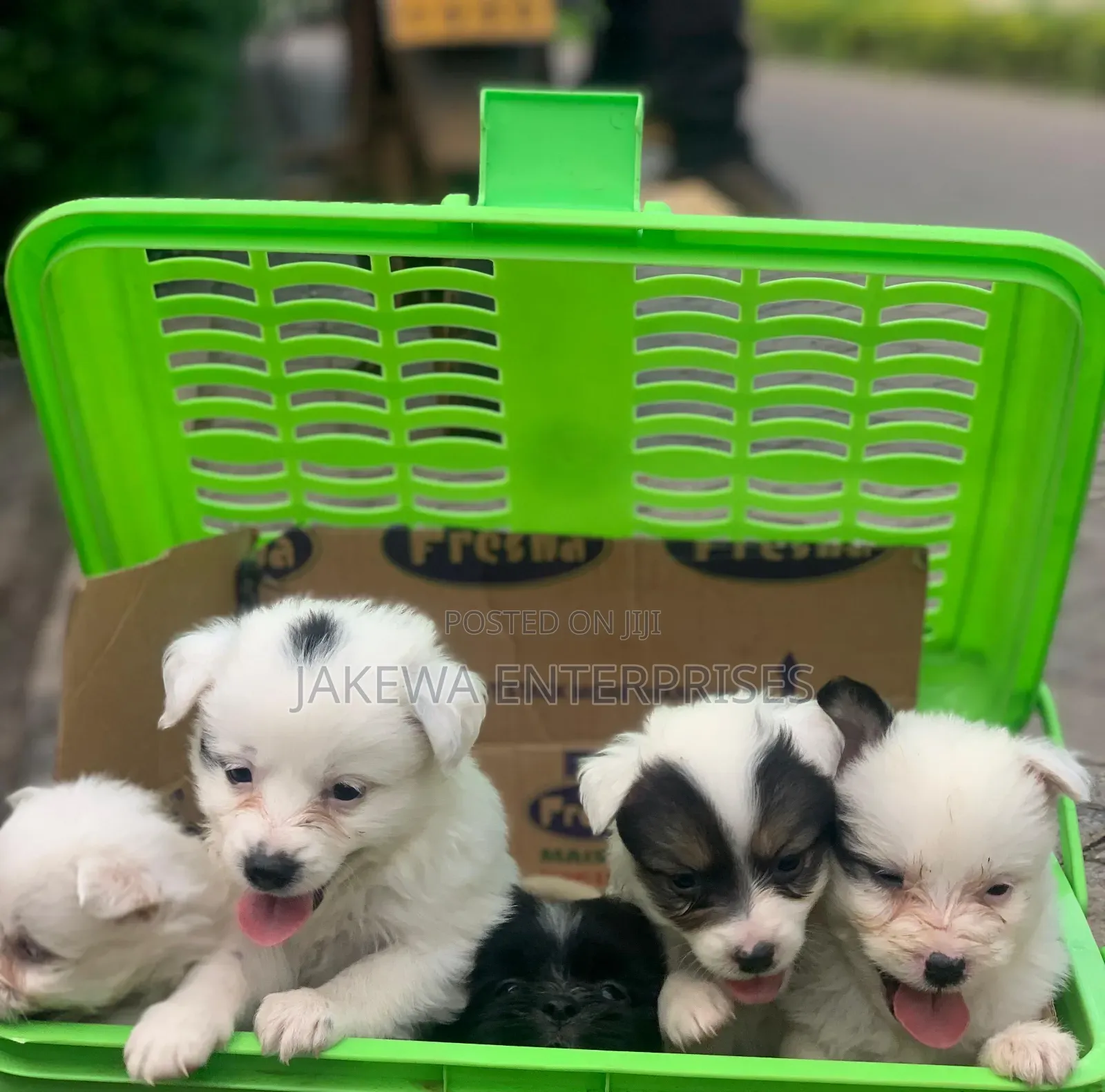 1-3 months Male Purebred Havanese