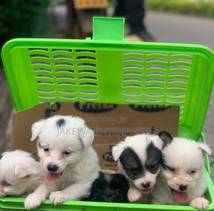 1-3 months Male Purebred Havanese - thumbnail 2