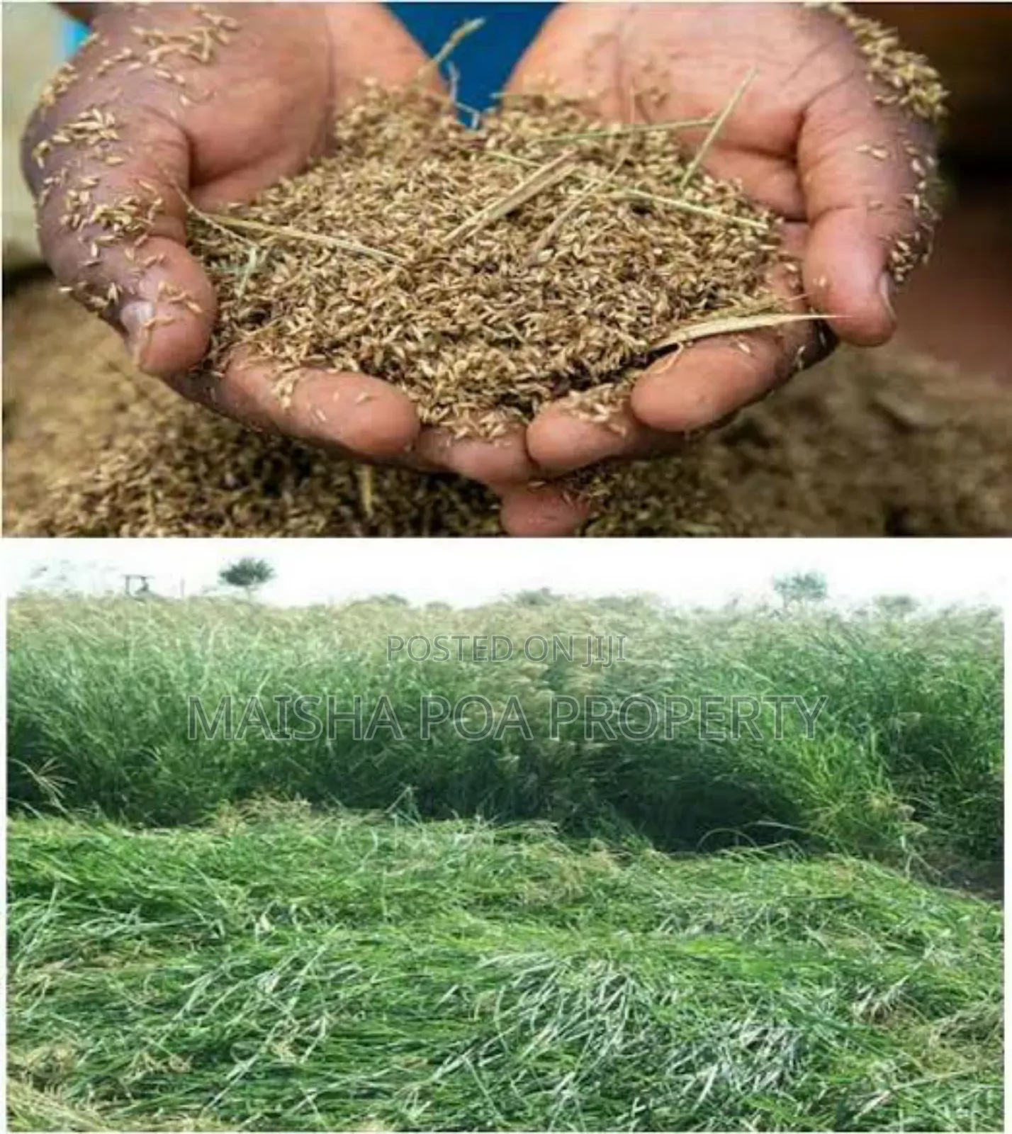 Rhodes Grass Seeds