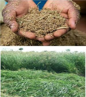 Rhodes Grass Seeds - thumbnail 2