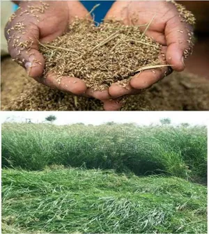Rhodes Grass Seeds
