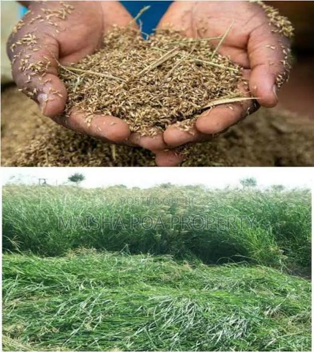 Rhodes Grass Seeds - main view