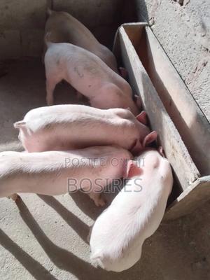 Two and Half Months Old Ready for a New Home - thumbnail 2