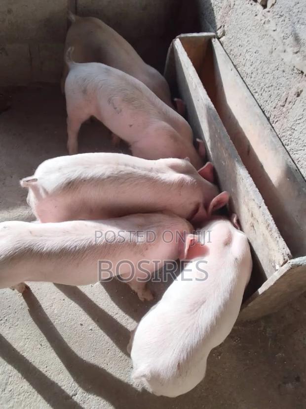 Two and Half Months Old Ready for a New Home - main view