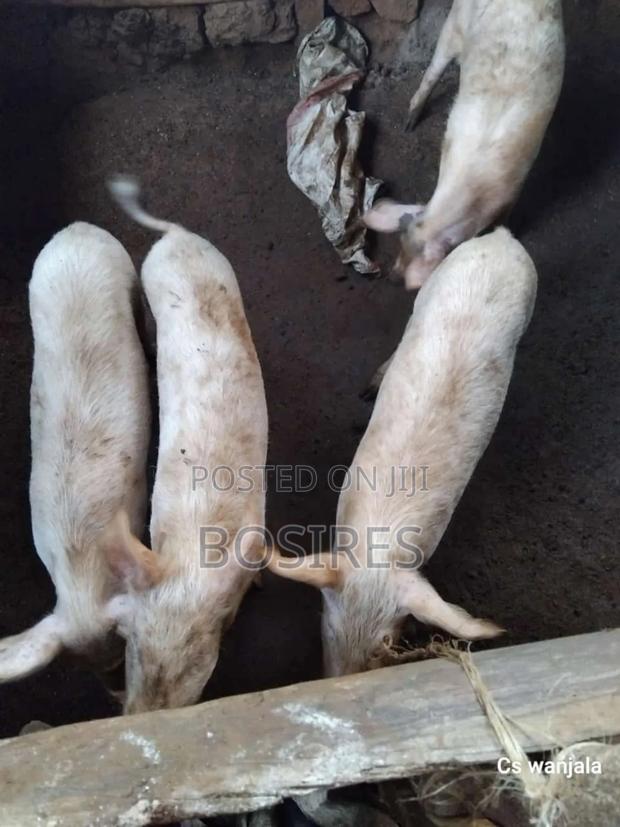 Two and Half Months Old Ready for a New Home - thumbnail 3