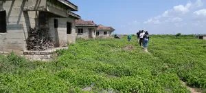 2 Acre Leasehold Beach Plot 1st Row Tezo