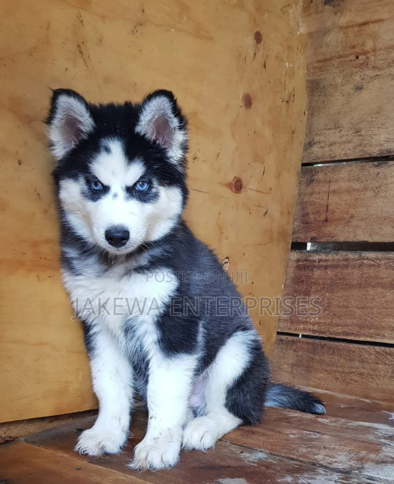 1-3 months Female Purebred Siberian Husky